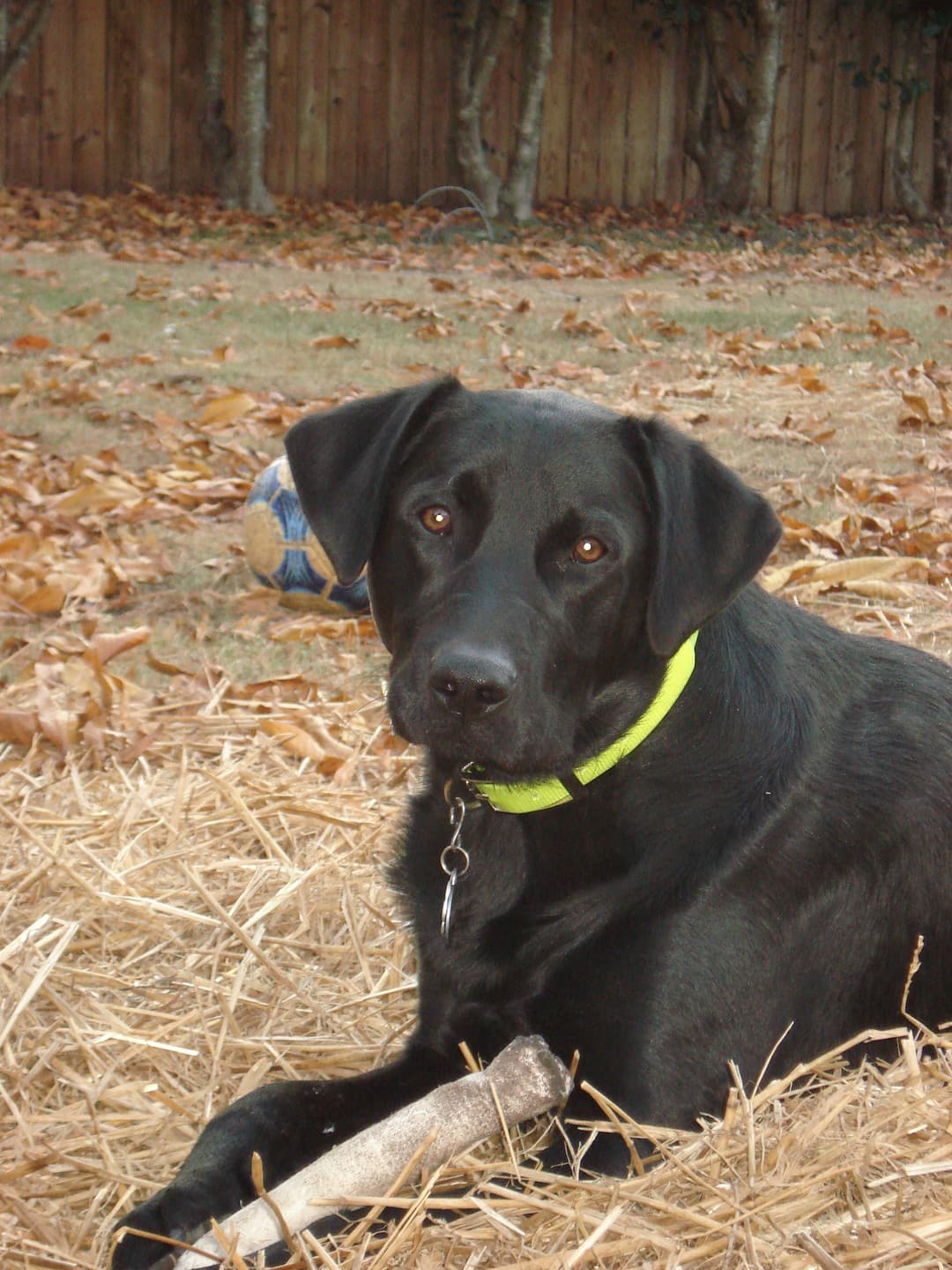 A black Labrador lying on grass with amber-brown eyes, floppy ears and a bright yellow-green collar.