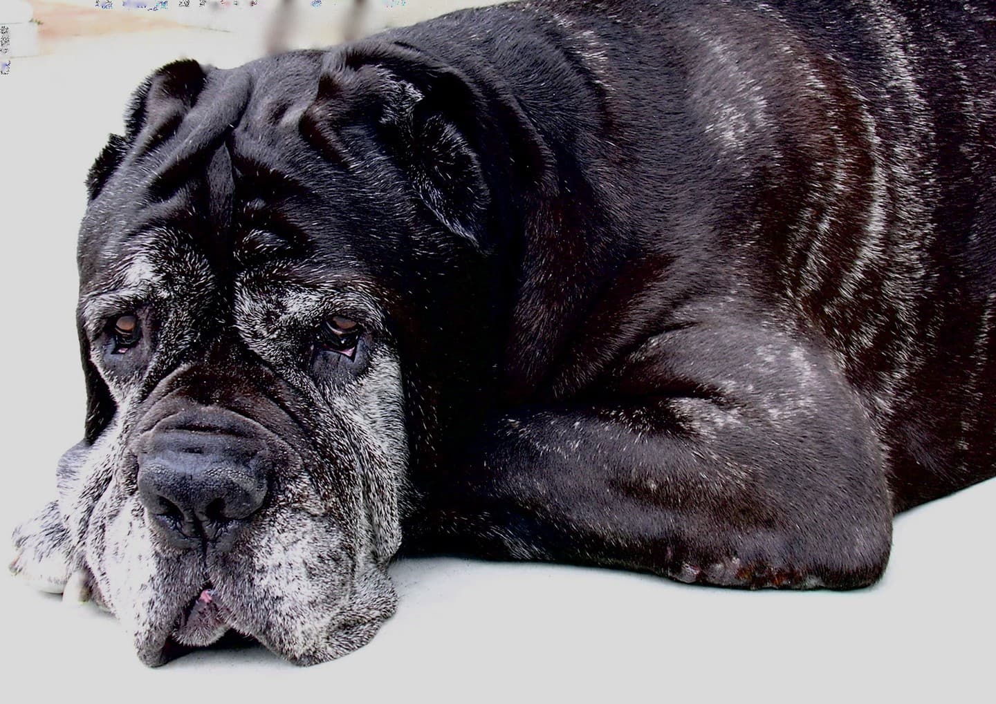 An older dark mastiff resting its head on its front paws, with a grey muzzle and heavy facial folds.