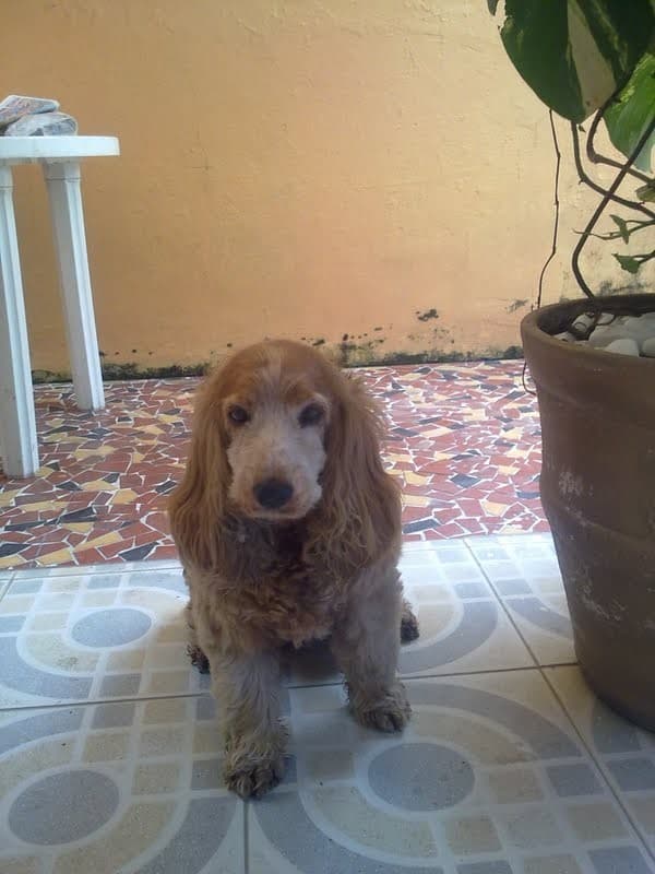 A cocker spaniel with long copper ears and a greying muzzle photographed in shade.