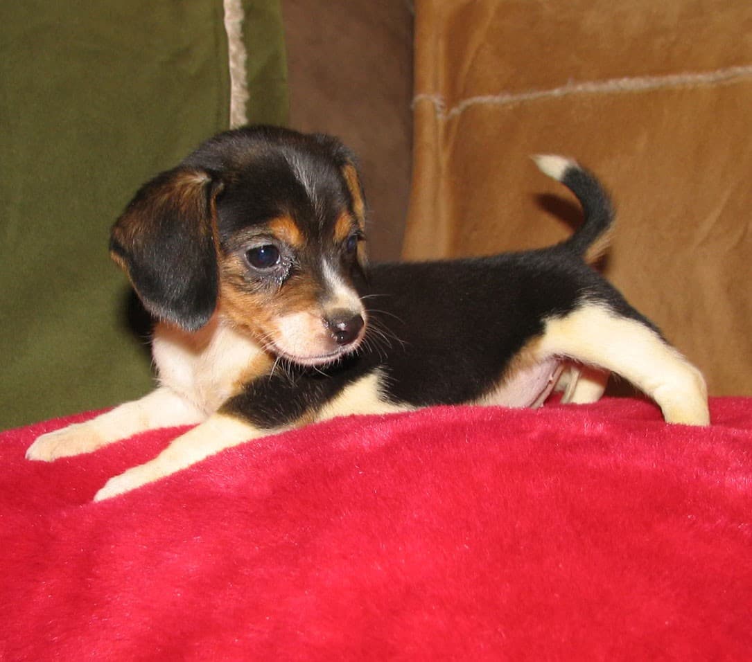 A black, tan and white beagle puppy lying sideways on a red blanket, with a narrow white face blaze.