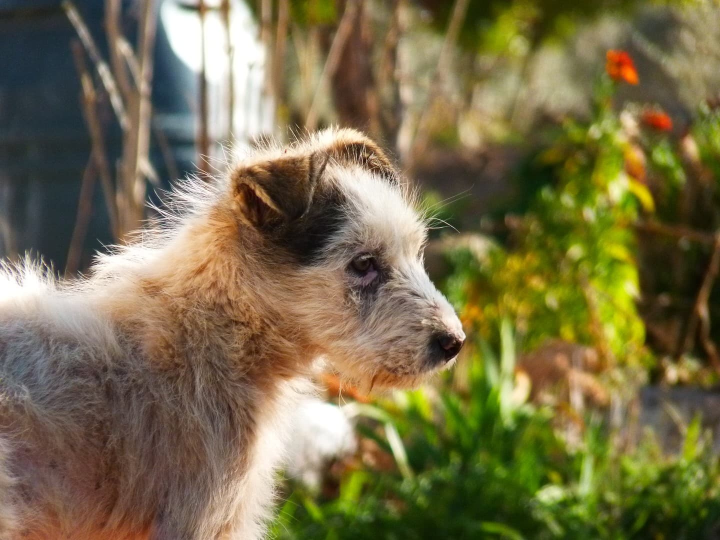 A rough-coated white and tan terrier in side profile, with one visible eye and a dark patch around the ear.