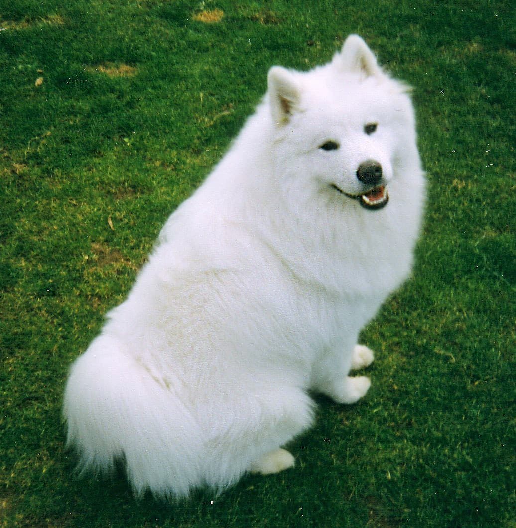 A seated white Samoyed with pointed ears, a black nose and an open-mouth smile.