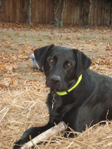 A black Labrador lying on grass with amber-brown eyes, floppy ears and a bright yellow-green collar.