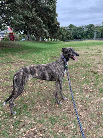 A standing grey brindle greyhound with dark stripes, folded ears, white hind toes and a white tail tip.