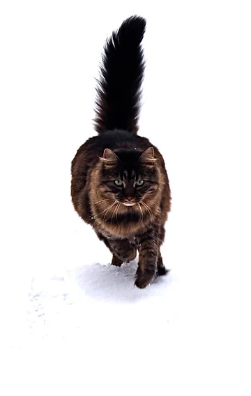 A long-haired dark tabby cat with green eyes walking in snow and holding a fluffy tail upright.