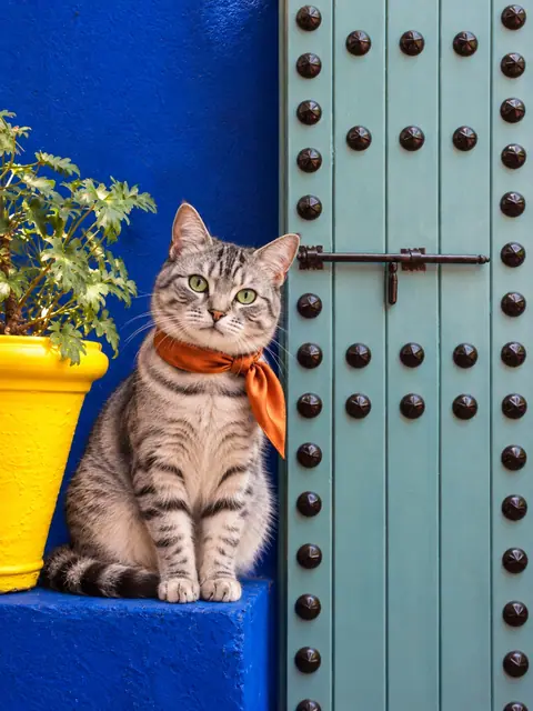 Example cat portrait in the cobalt garden at Jardin Majorelle